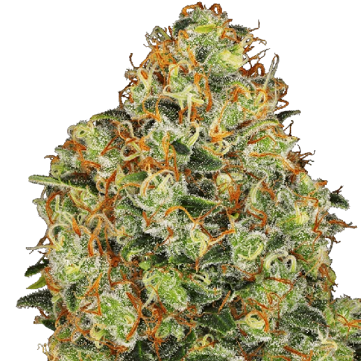 Sweet Tangerine Tango Automatic (feminisiert)