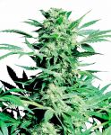 Shiva Skunk (feminisiert)
