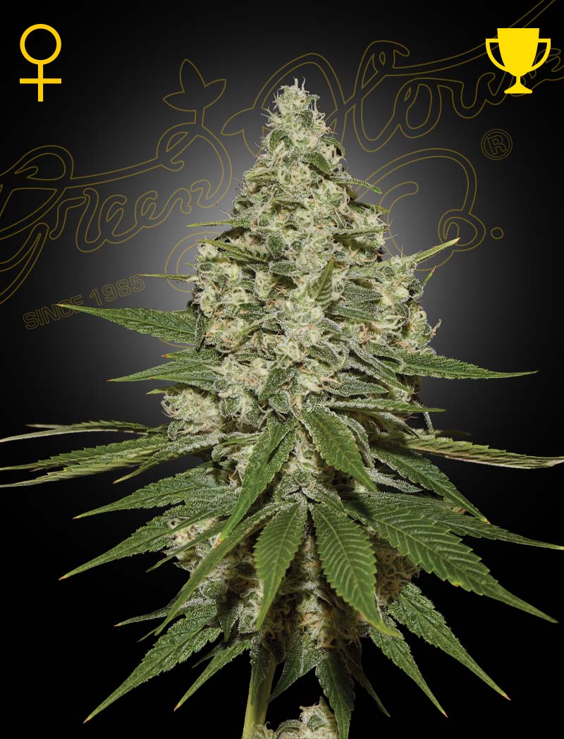 Super Lemon Haze (feminisiert)
