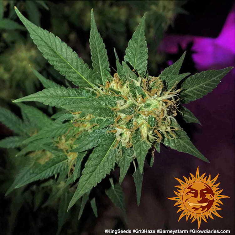 G13 Haze (feminisiert)