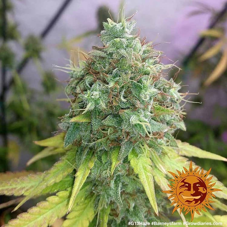G13 Haze (feminisiert)