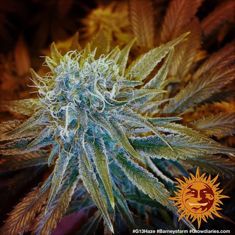 G13 Haze (feminisiert)