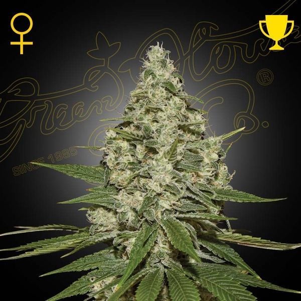 Super Lemon Haze (feminisiert)