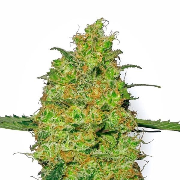Master Kush (feminisiert)