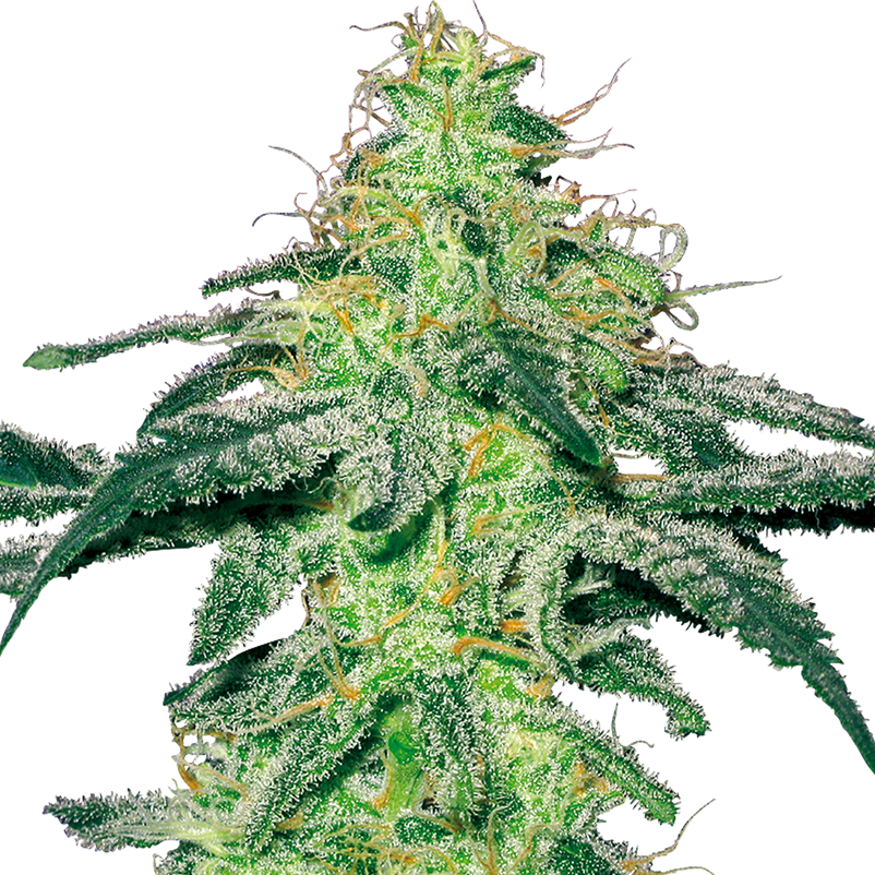 White Skunk (feminisiert)