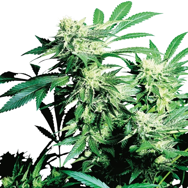 Skunk Kush (feminisiert)
