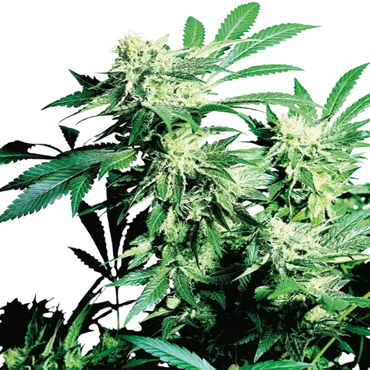 Skunk Kush (feminisiert)