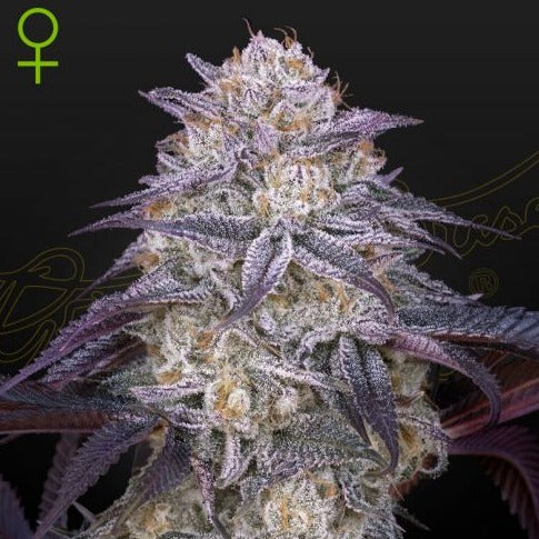 King`s Juice Auto (feminisiert)