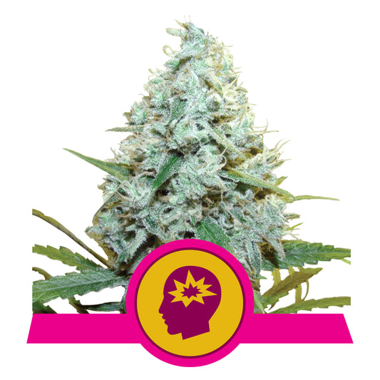 AMG - Amnesia Mac Ganja