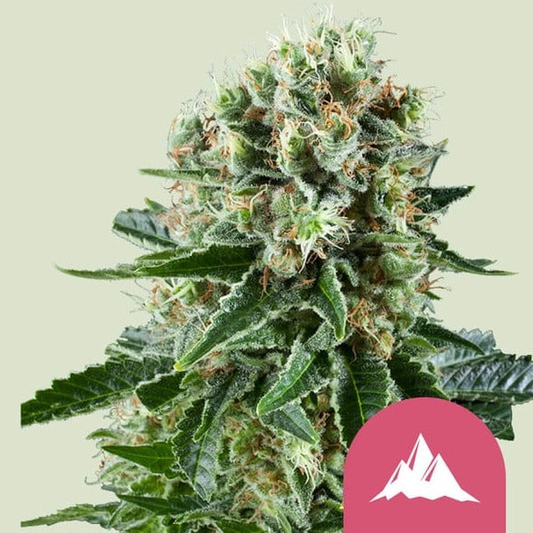 Critical Kush (feminisiert)