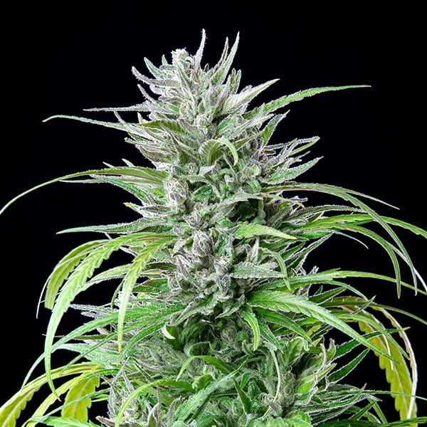 Critical Kush (feminisiert)