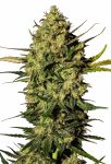 Master Kush Auto (feminisiert)