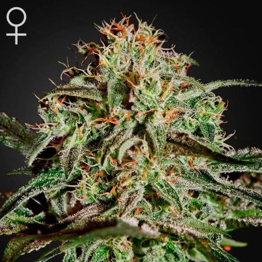 Hanf-Samen Cannabis-Samen A.M.S - Anti Mold Strain (feminisiert) kaufen