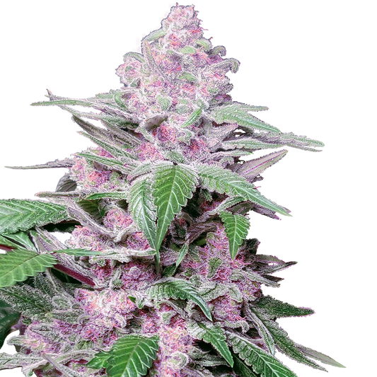 Purple Cookie Kush Hanf Samen Cannabis Pflanze