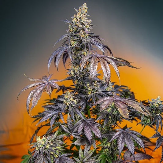 Red Gorilla Girl XL Auto (feminisiert)
