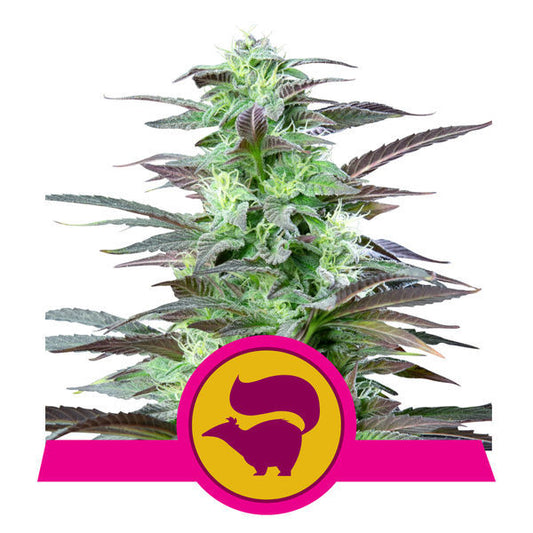 Skunk XL (feminisiert)