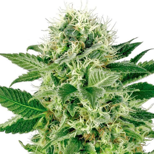 Northern Lights (feminisiert)