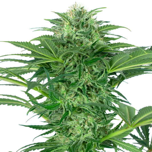 Cannabis Samen Skunk Dream CBD kaufen Hanf Samen Hanfsorte.de